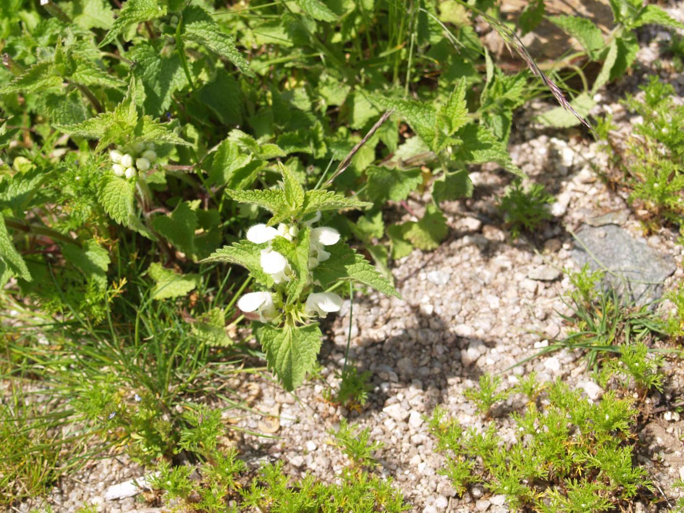 Dead-nettle, White plant